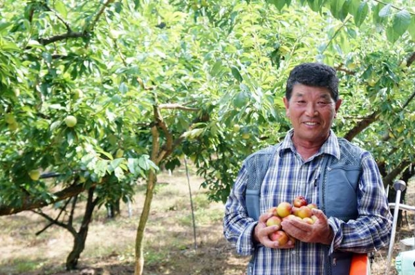 경북 군위군에서 자두 농사를 30년째 한 서성운 씨가 본인이 농사 지은 자두를 들고 환하게 웃고 있다/사진=이랜드 제공
