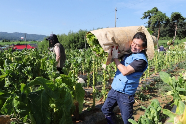 KT&G가 잎담배 농가를 방문해 수확봉사를 진행했다. 사진=KT&G제공