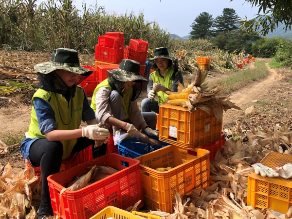 지난 1일, NH저축은행 직원들이 ‘또 하나의 마을’인 강원도 홍천군 내촌면 단풍마을에 방문하여 옥수수 수확 등 농촌일손돕기를 실시하고 있다. NH저축은행 제공
